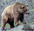 EL OSO